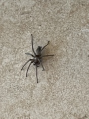 Herpyllus propinquus