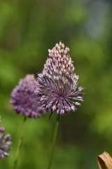 Allium amethystinum