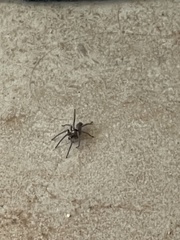 Herpyllus propinquus