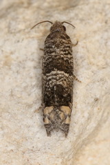 Pelochrista olivacea