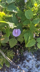 Clitoria mariana