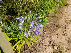 Agapanthus praecox