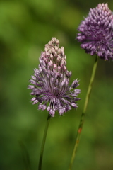 Allium amethystinum