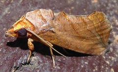Oraesia rectistria
