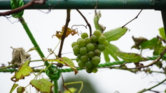 Vitis vinifera