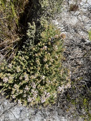 Disparago ericoides