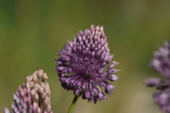 Allium amethystinum