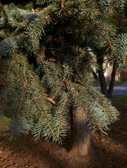 Picea pungens