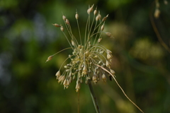 Allium flavum tauricum