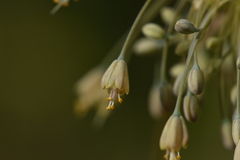 Allium flavum tauricum