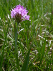 Traunsteinera globosa