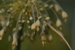 Allium flavum tauricum