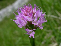 Traunsteinera globosa