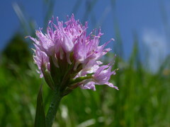 Traunsteinera globosa