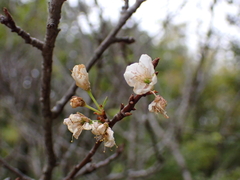 Prunus mume