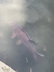 Cyprinus carpio carpio