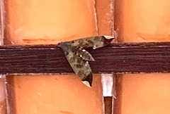 Pachylia ficus