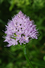 Traunsteinera globosa