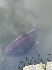 Cyprinus carpio carpio