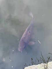 Cyprinus carpio carpio