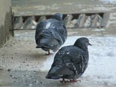 Columba livia domestica