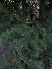 Picea abies