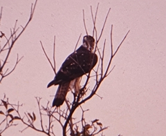 Aquila spilogaster