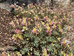Lupinus stiversii