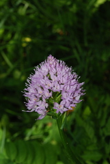 Traunsteinera globosa