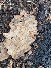 Quercus montana