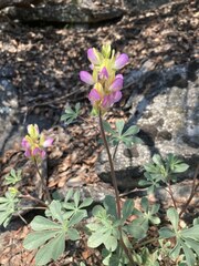 Lupinus stiversii