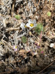 Leptosiphon montanus