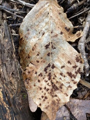 Acalitus ferrugineum