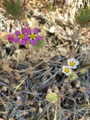 Leptosiphon montanus