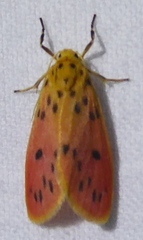 Miltochrista parallelina