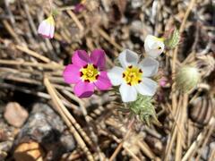 Leptosiphon montanus