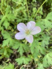 Geranium richardsonii