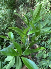 Pyrenaria microcarpa