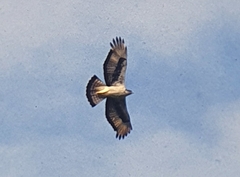 Aquila spilogaster