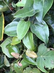 Smilax ocreata