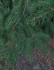 Picea abies