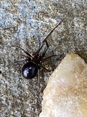 Steatoda grossa