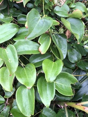 Smilax ocreata