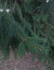 Picea abies