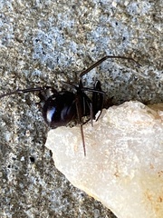 Steatoda grossa