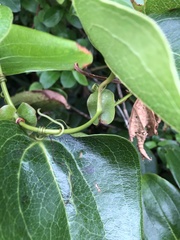 Smilax ocreata