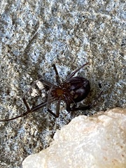 Steatoda grossa