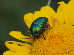 Cryptocephalus sericeus