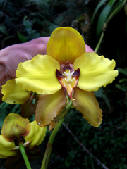 Cyrtochilum macranthum