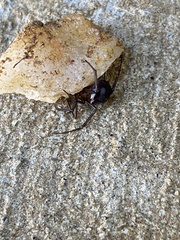 Steatoda grossa